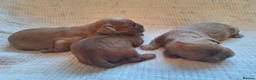Cavalier King Charles Spaniel dogs for sale: KC,  Health Tested from Champion bloodlines  - Advert 7