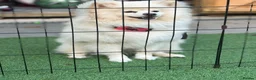 Pomeranian dogs for sale: cream pomeranian  in Erith - Advert 2