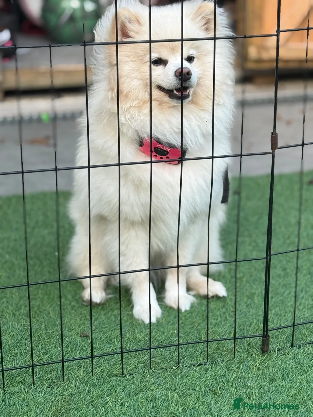 Pomeranian dogs for sale: cream pomeranian  in Erith - Advert 2