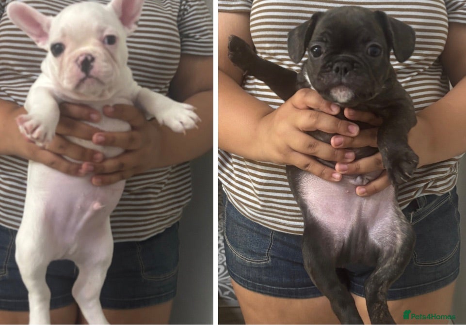 French Bulldog dogs Beautiful French bulldog puppies 2 males 2 females - Advert 10