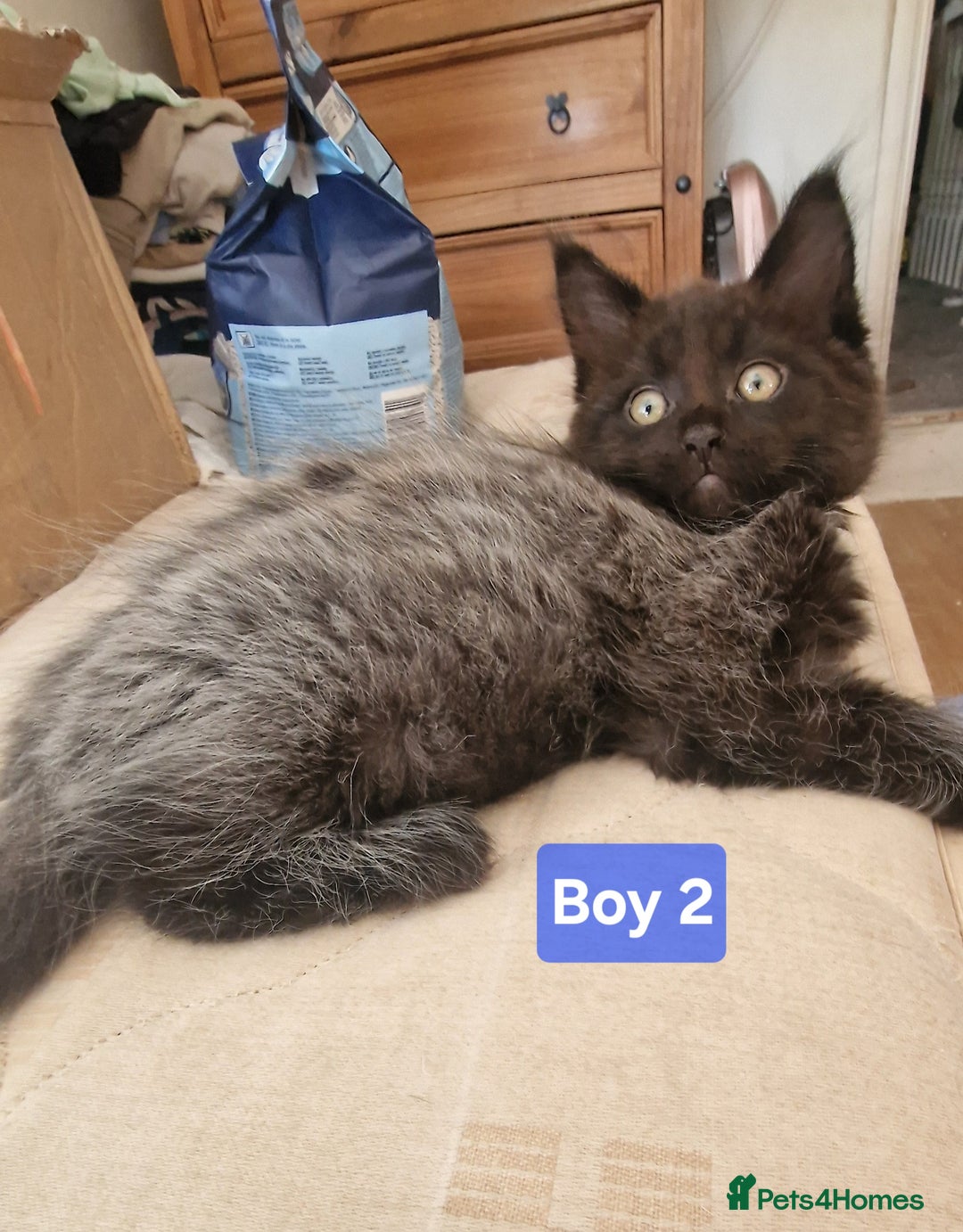 Maine Coon cats for sale: Gorgeous Half Maine Coon Boys and Girls  - Image 12