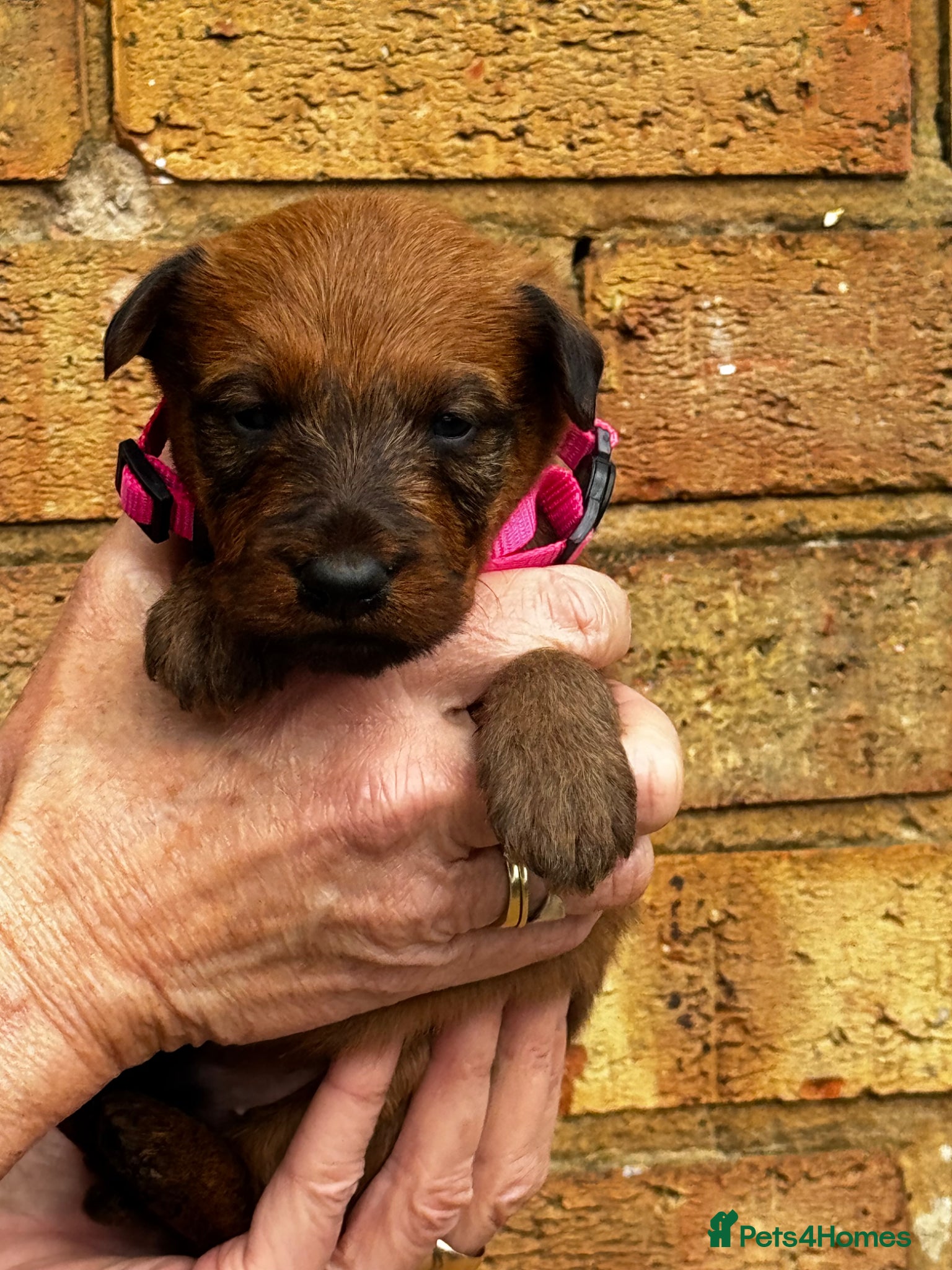 Irish Terrier dogs ⭐️ KC REG Irish terrier pups ⭐️ - Advert 2