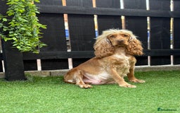 Cocker Spaniel dogs for sale: Show cocker spaniel puppies  - Image 4