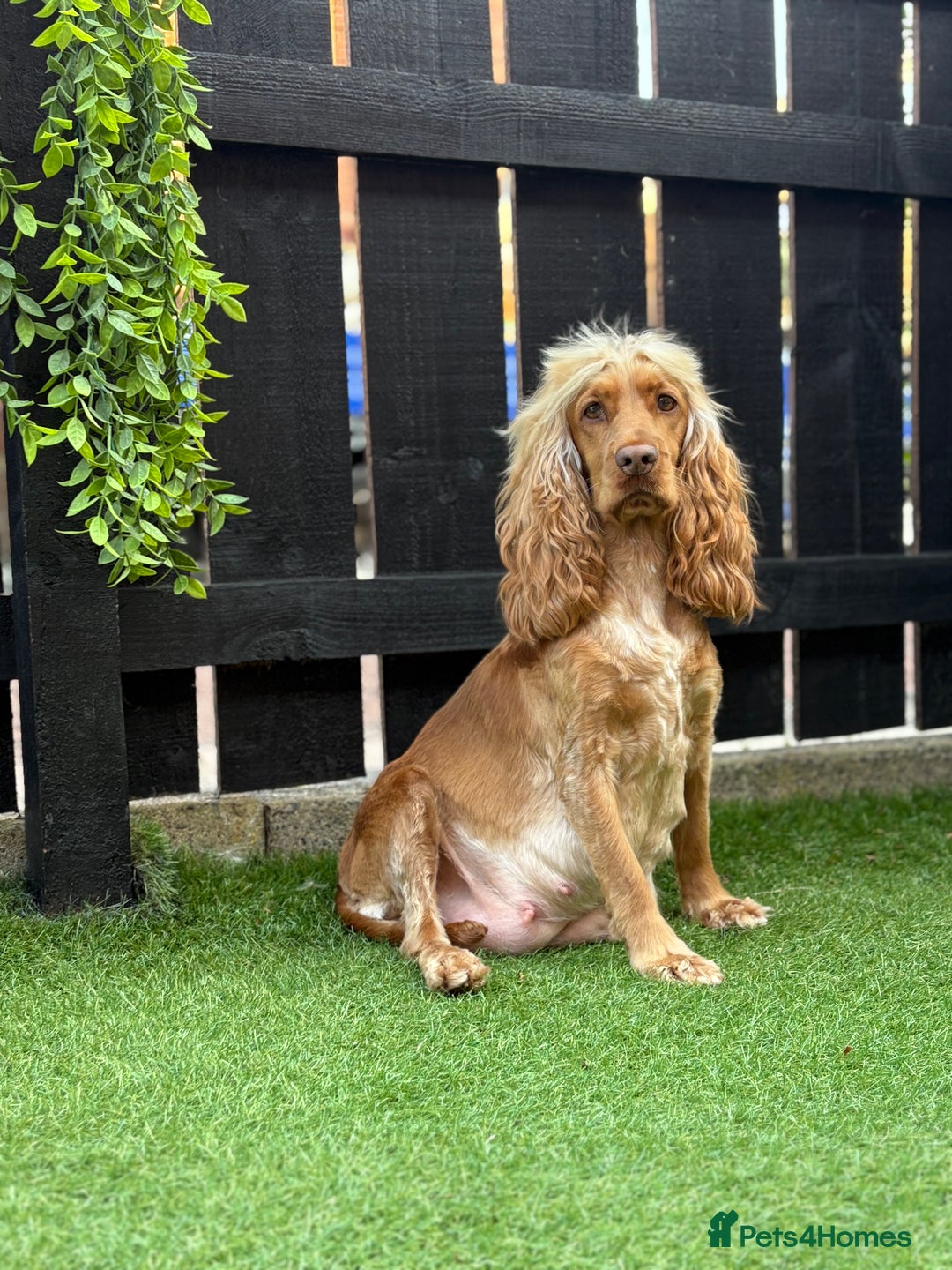 Cocker Spaniel dogs for sale: Show cocker spaniel puppies  - Image 4