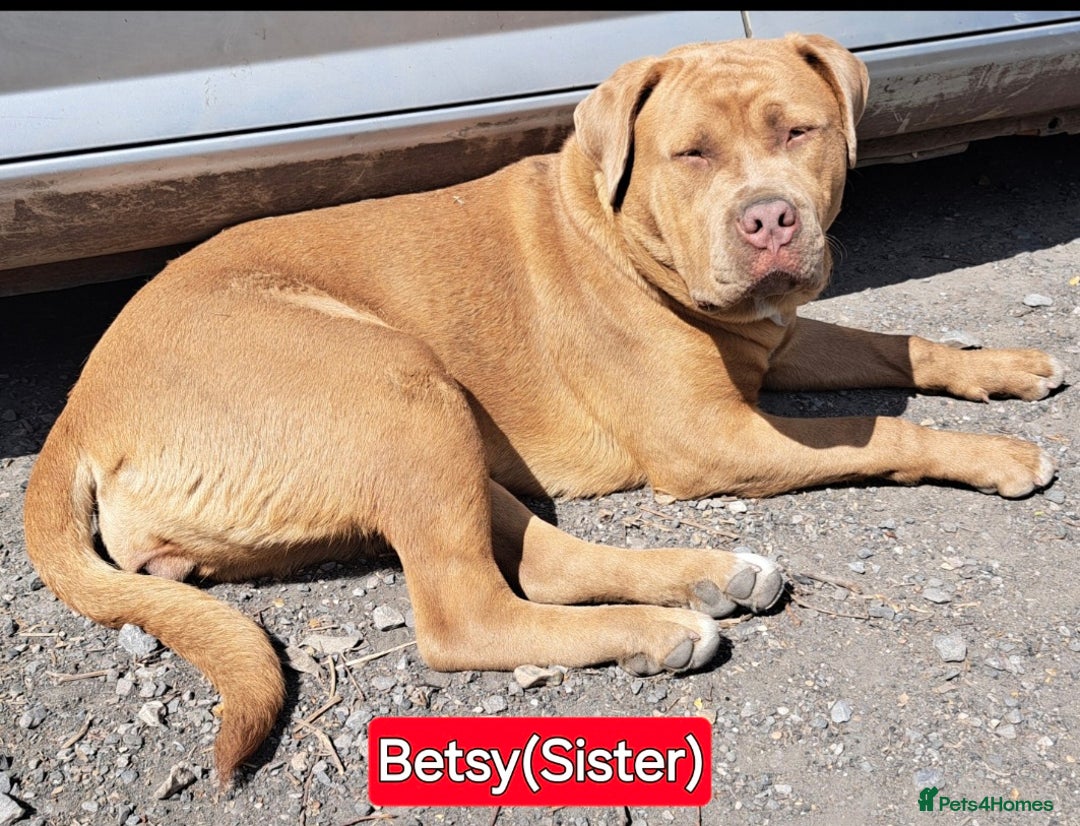 Mixed Breed dogs for sale: A stunning litter of gsd x rottie x mastiff pups  - Image 7