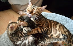 Bengal cats for sale: Beautiful Bengal kittens  - Image 16
