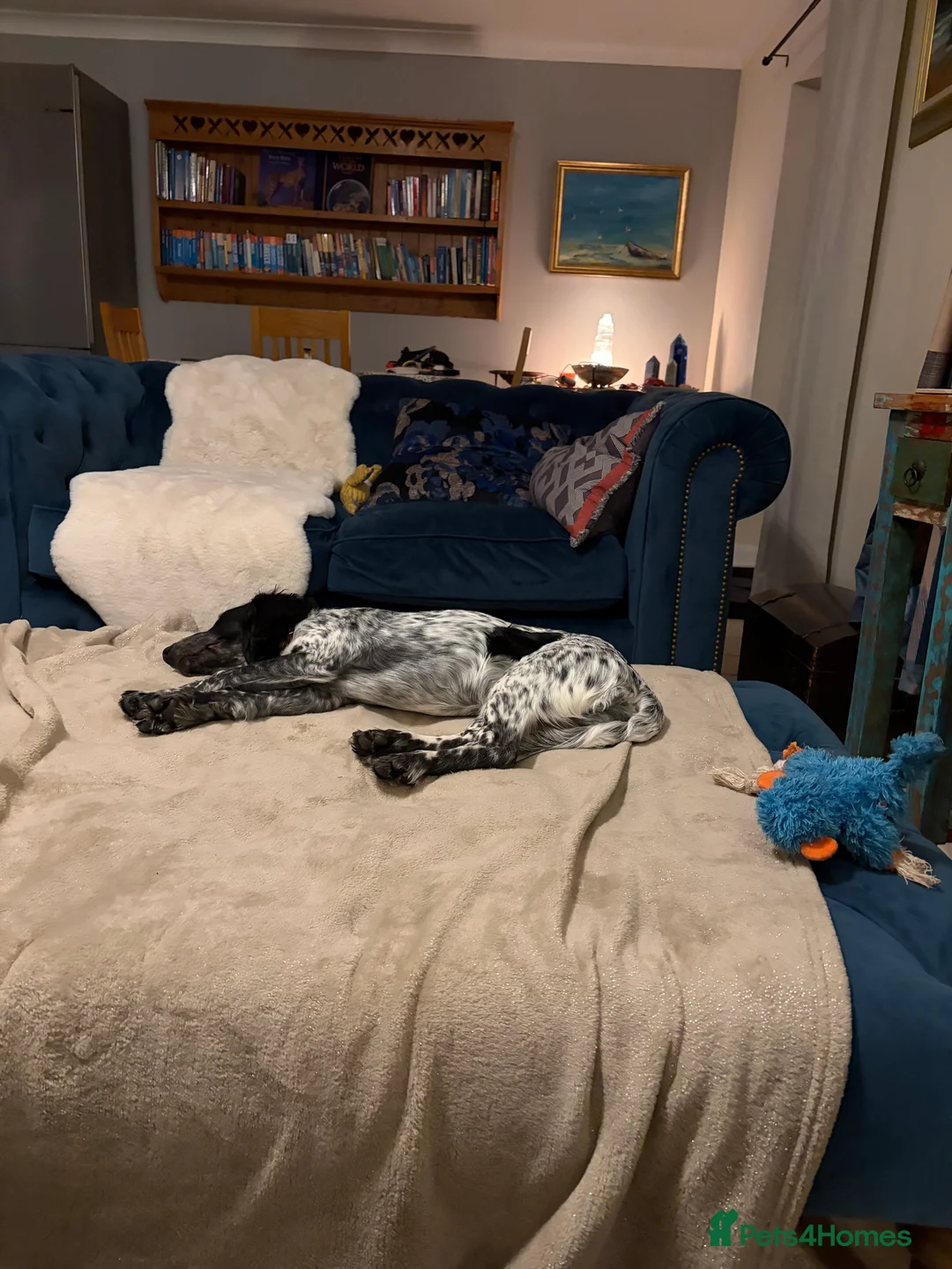 Cocker Spaniel dogs for sale: Beautiful Blue Roan Cocker Spaniel (working line) - Advert 3