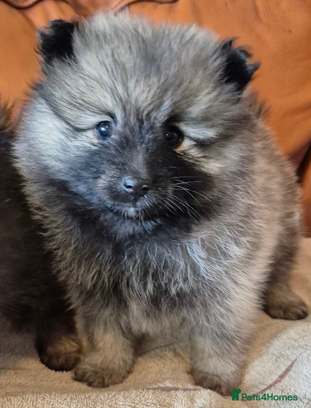 Pomeranian dogs for sale: Beautiful little pomeranians - Advert 4