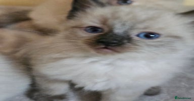 Ragdoll cats - Advert 15