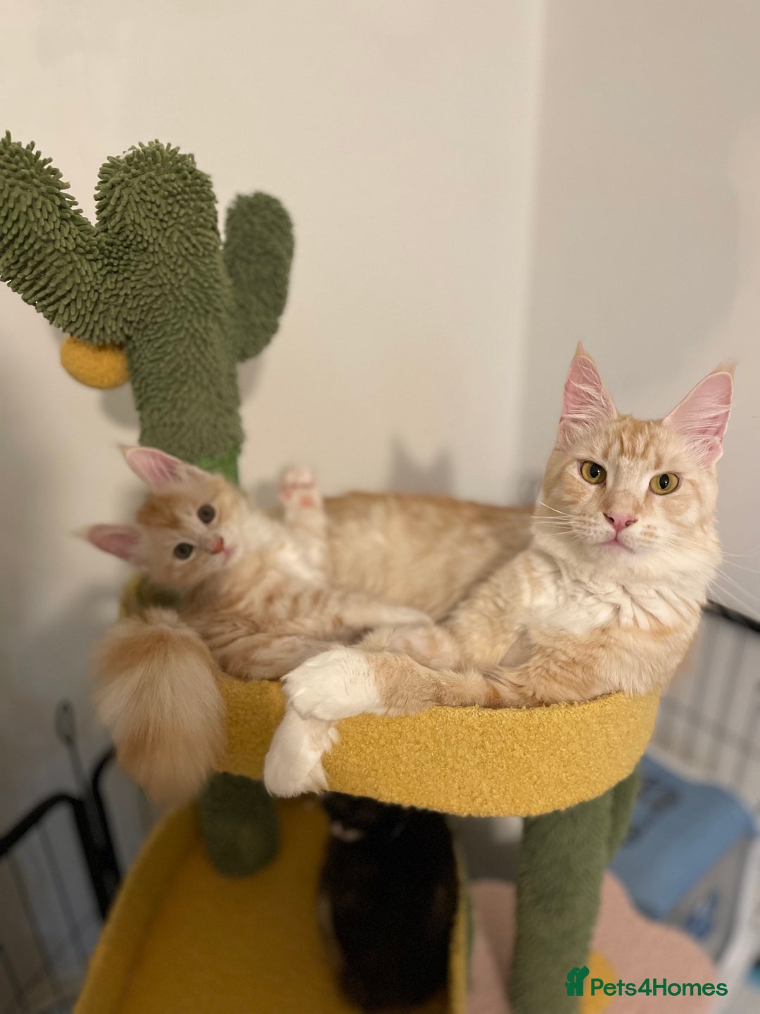 Maine Coon cats for sale: GCCF registered Maine Coon kittens.  in Newton Abbot - Image 13