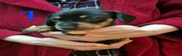 Miniature Dachshund dogs for sale: 2 Male Miniature Dachshund Puppies - Advert 5