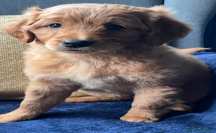 Mixed Breed dogs - Advert 2