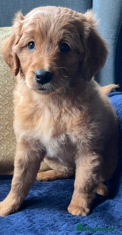 Mixed Breed dogs - Advert 2