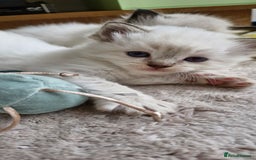 Ragdoll cats for sale: 🐾 Gorgeous Ragdoll Kittens.Ready 22nd December 🐾 - Image 25