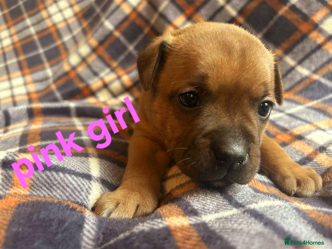 Staffordshire Bull Terrier dogs for sale: Red little one ❤️ - Image 26