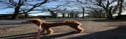 Standard Poodle dogs for sale: Beautiful Standard Poodle Puppies – Southampton  in Southampton - Advert 9