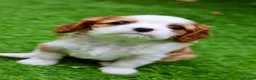 Cavalier King Charles Spaniel dogs for sale: Cavalier Boy Available - Advert 4