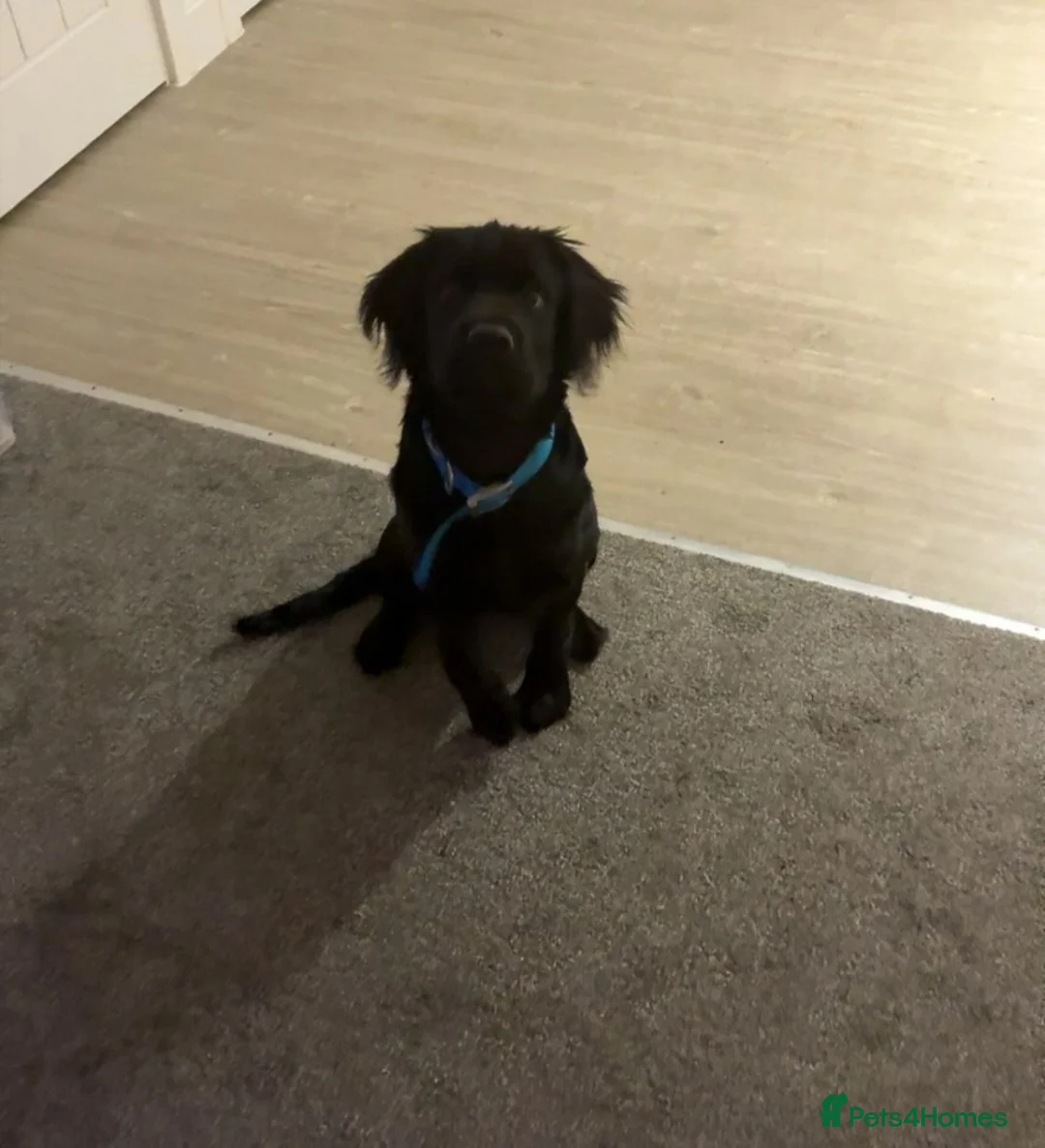 Mixed Breed dogs for sale: Herny 6 months  in Accrington - Advert 4