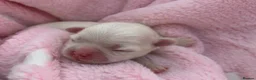 Maltese dogs for sale: Bambelina~ Simply The Best~ Korean Maltese in Stratford-upon-Avon - Advert 10