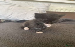 Domestic Shorthair cats for sale: Kittens for sale - Image 3