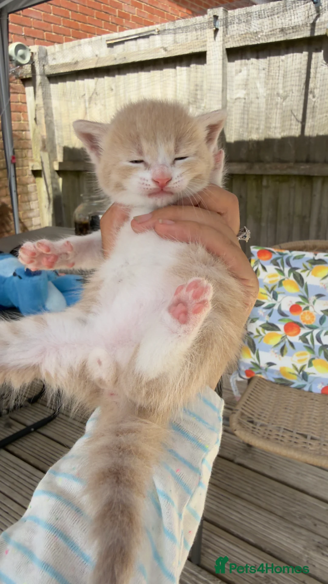 British Shorthair cats for sale: American curly ear Max - Advert 15