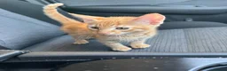 American Shorthair cats for sale: Ginger & tabby male for sale please read descripti - Advert 13