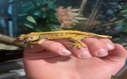 Gecko reptiles for sale: Crests geckos ford sale  - Image 6