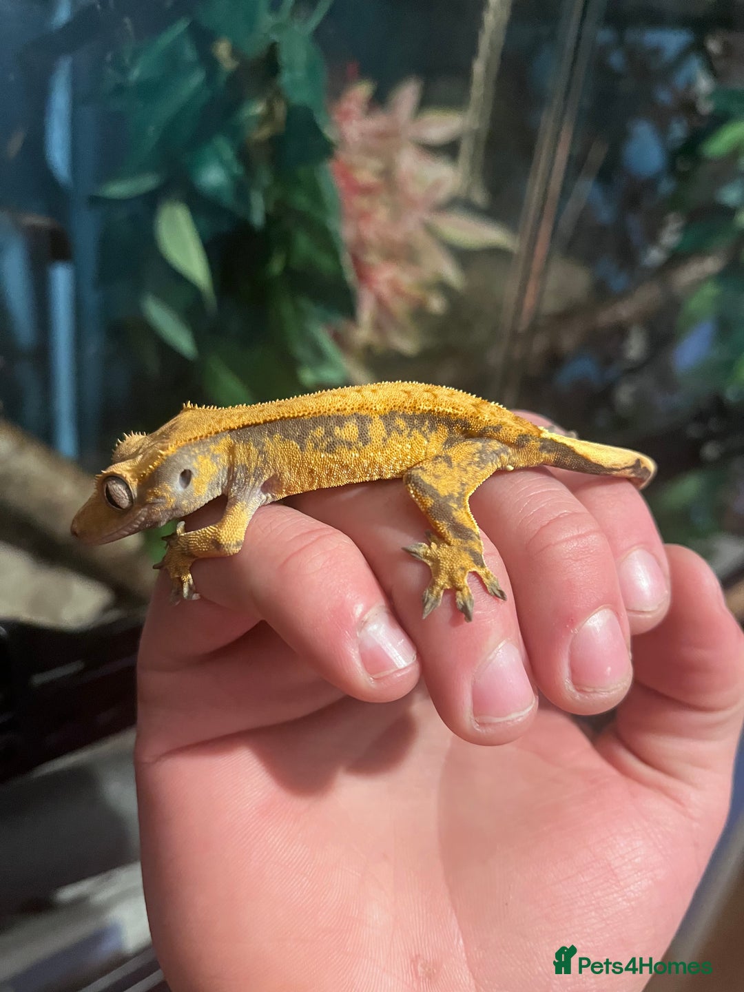 Gecko reptiles for sale: Crests geckos ford sale  - Image 6