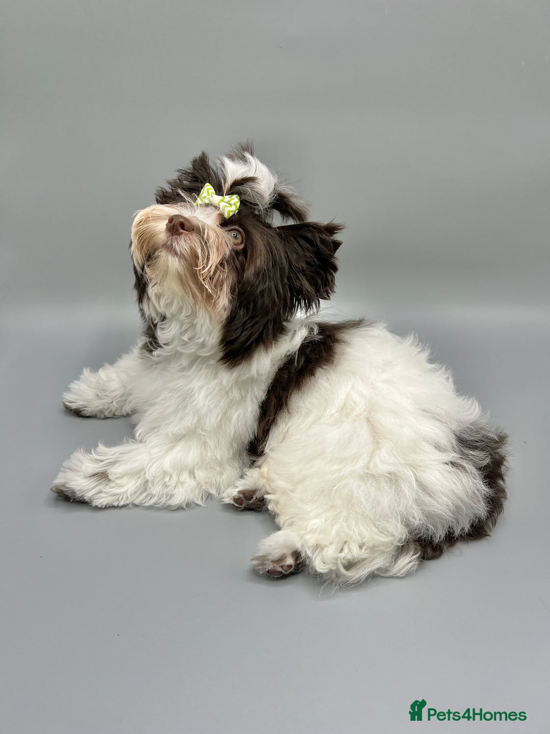 Yorkshire Terrier dogs for sale: Tiny Boys !!! Pedigrees !!! in Coventry - Image 7