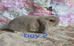 Mini Lop rabbits for sale: 💖💙Friendly & adorable Pure bred mini lop babies  - Image 5
