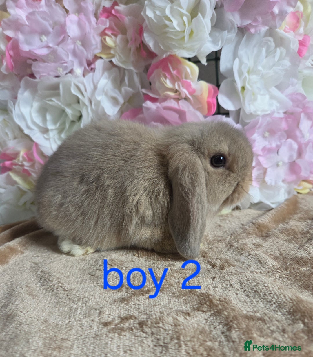 Mini Lop rabbits for sale: 💖💙Friendly & adorable Pure bred mini lop babies  - Image 5