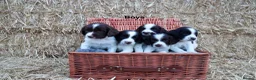 English Springer Spaniel dogs for sale: Beautiful Springer Spaniel Puppies.  - Advert 1