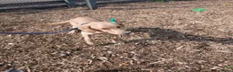 Labrador Retriever dogs for sale: Beautiful lab - Advert 2