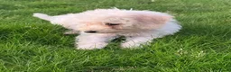 Cockapoo dogs for sale: Cockapoo f1b in Stoke-on-Trent - Advert 10