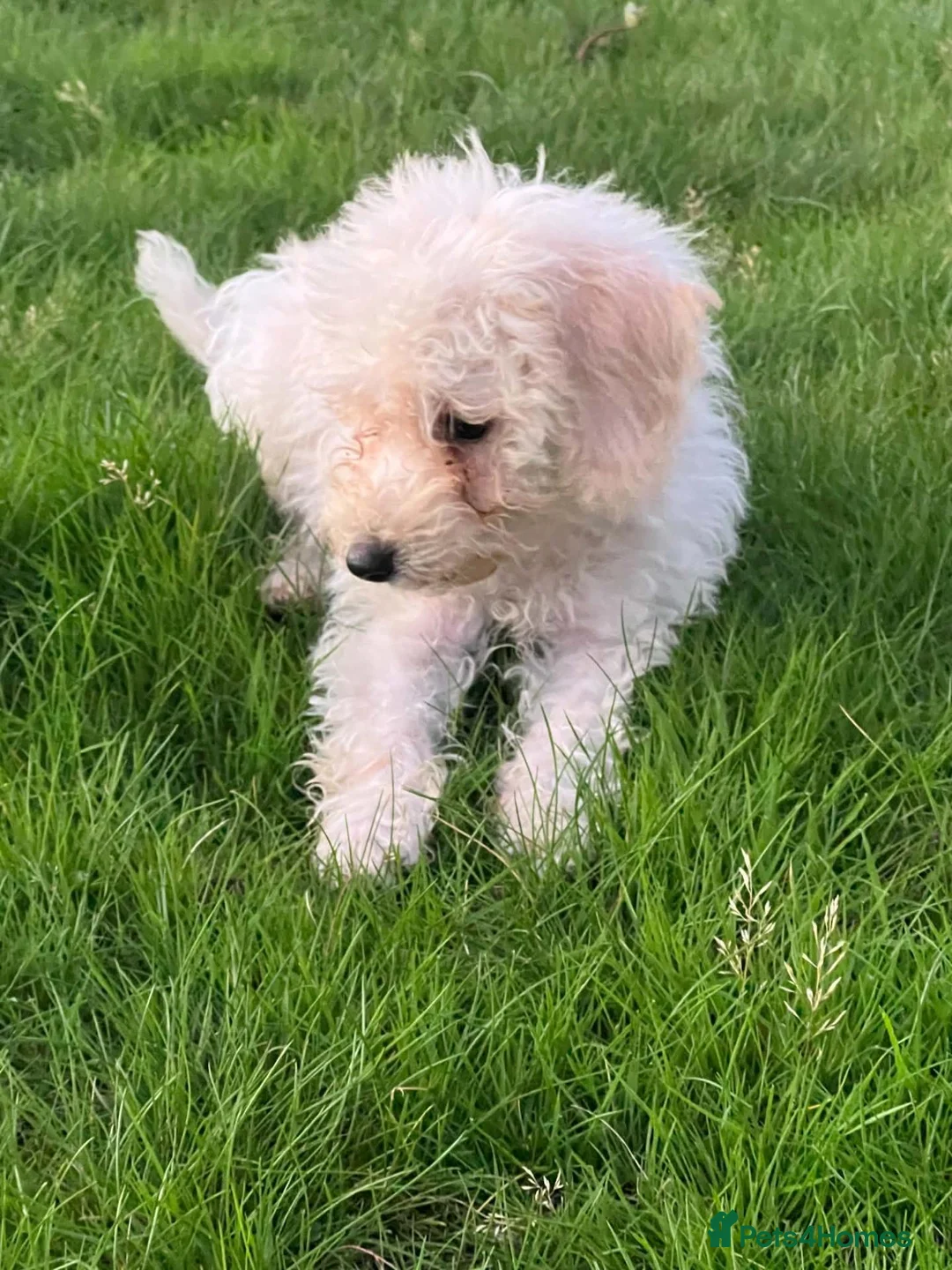 Cockapoo dogs for sale: Cockapoo f1b in Stoke-on-Trent - Advert 10