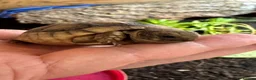 Tortoise reptiles for sale: Marginated tortoise hatchlings, 2025, for sale  - Advert 2