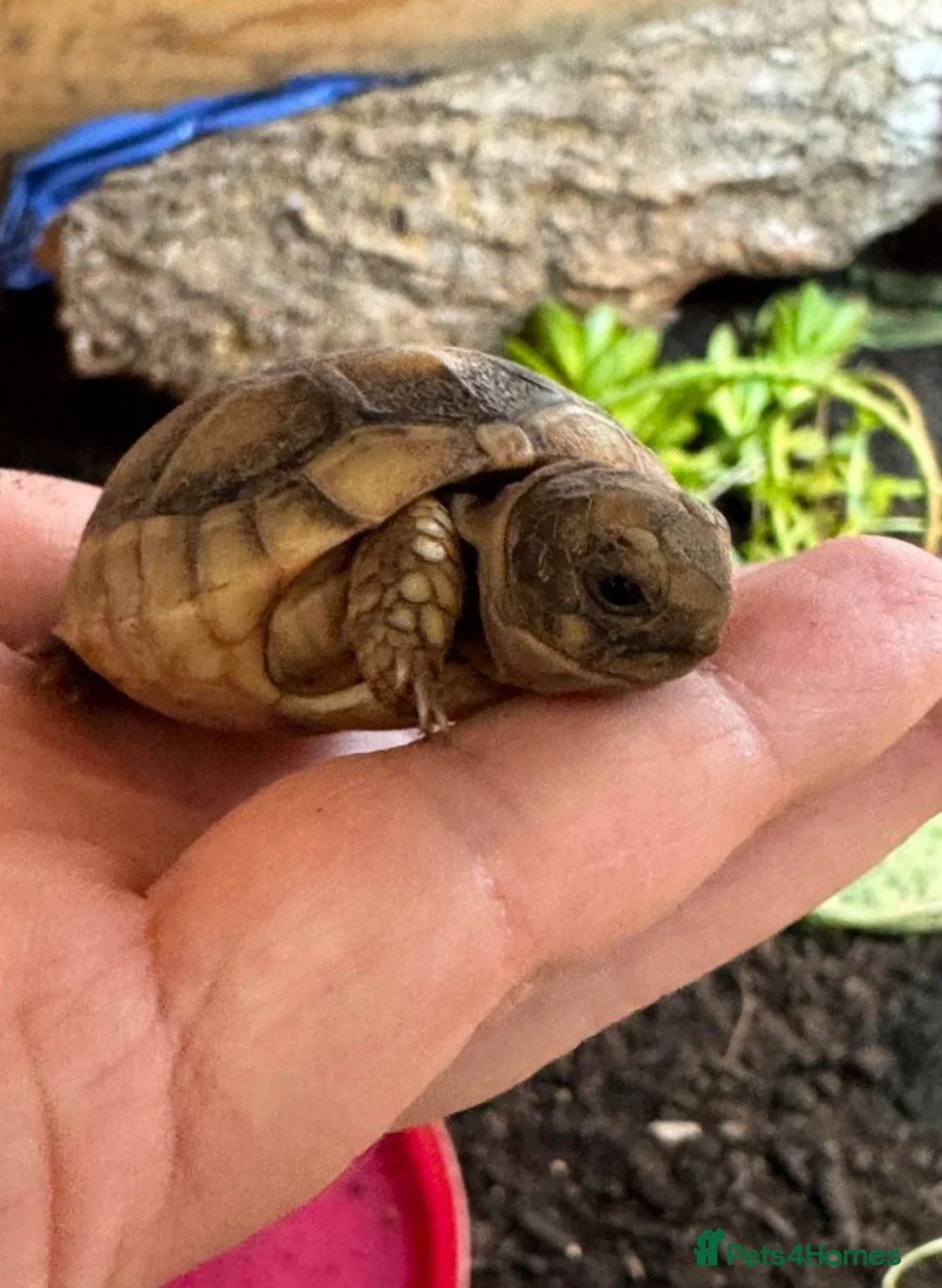 Tortoise reptiles for sale: Marginated tortoise hatchlings, 2025, for sale  - Advert 2
