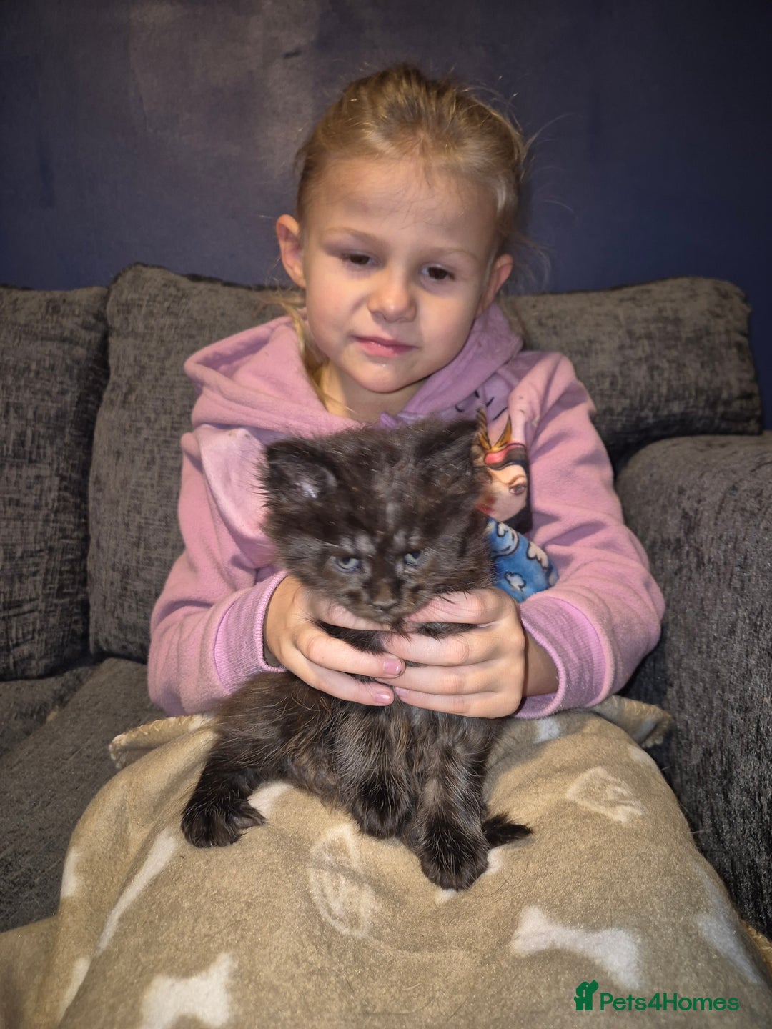 Maine Coon cats for sale: Russian /xxl maine coon - Advert 35