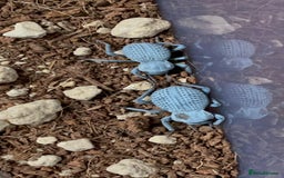Beetles invertebrates for sale: Blue Death Feigning Beetles - Image 2