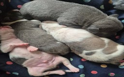 Staffordshire Bull Terrier dogs for sale: Staffy puppies - Image 6