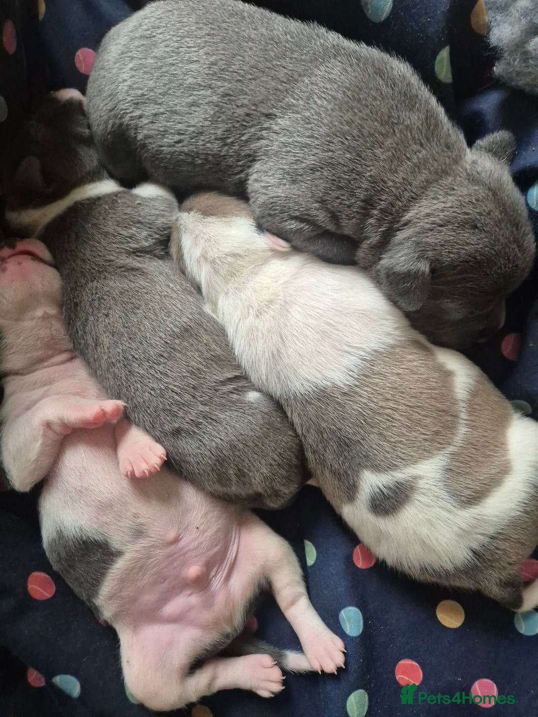 Staffordshire Bull Terrier dogs for sale: Staffy puppies - Image 6