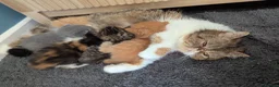 Scottish Fold cats for sale: STUNNING GOLD TABBY F1 FOLDEX MALE KITTEN 🐾 - Advert 5