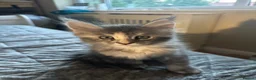 Maine Coon cats for sale: ✨ TICA Registered Maine Coon Boys ✨ - Advert 9