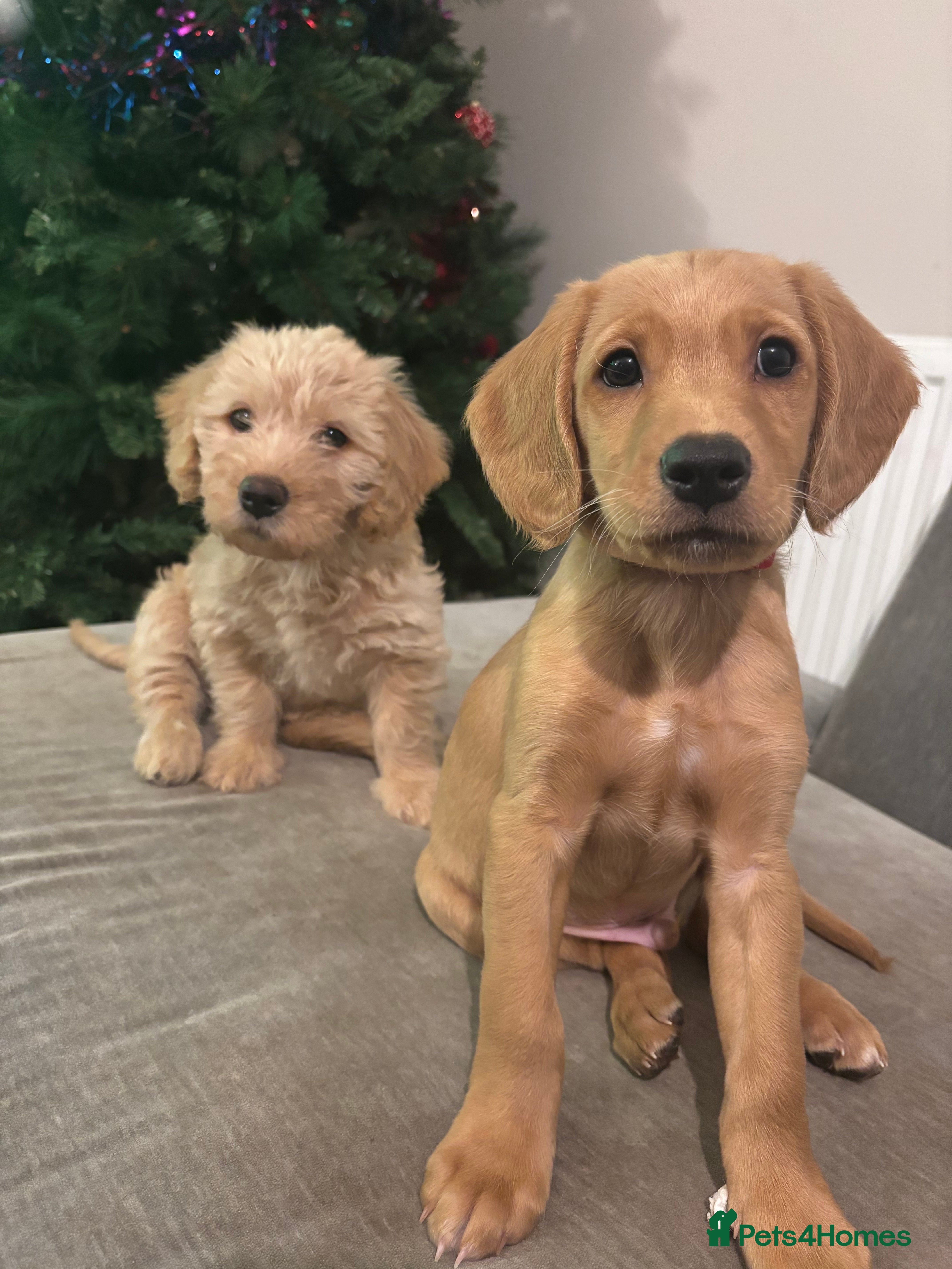 Mixed Breed dogs Last 2 puppies *Reduced Price*!  - Advert 4