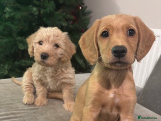 Mixed Breed dogs Last 2 puppies *Reduced Price*! - Advert 2