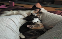 Khao Manee cats for sale: Mixed price Khao Manee kittens  - Image 25