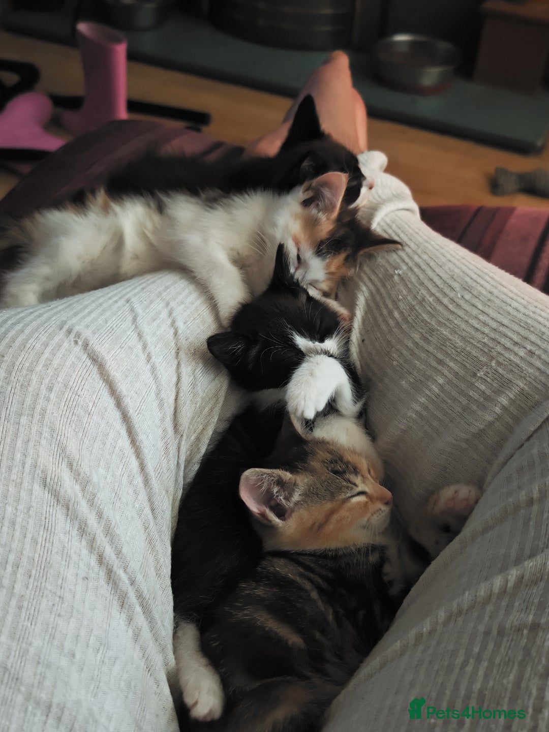 Khao Manee cats for sale: Mixed price Khao Manee kittens  - Image 25
