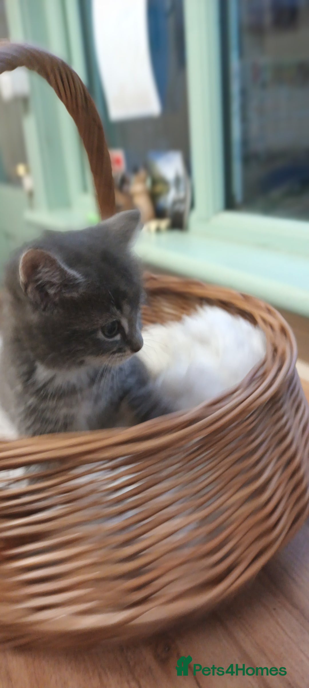 Mixed Breed cats for sale: GORGEOUS KITTENS FOR SALE - Advert 13