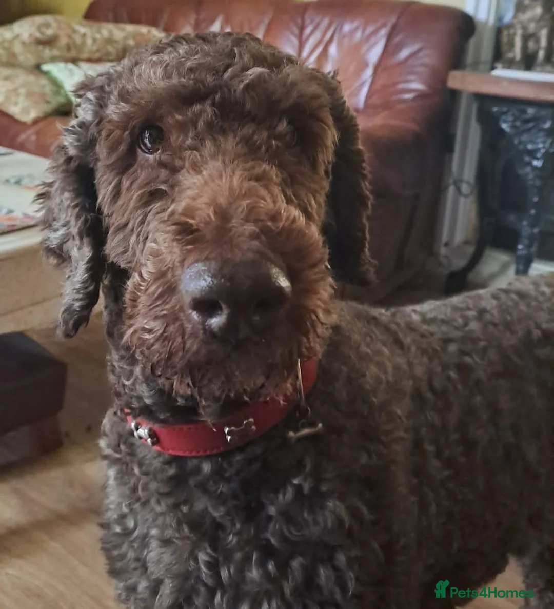Labradoodle dogs for stud: Hypoallergenic Health Checked Labradoodle PROVEN  - Advert 2