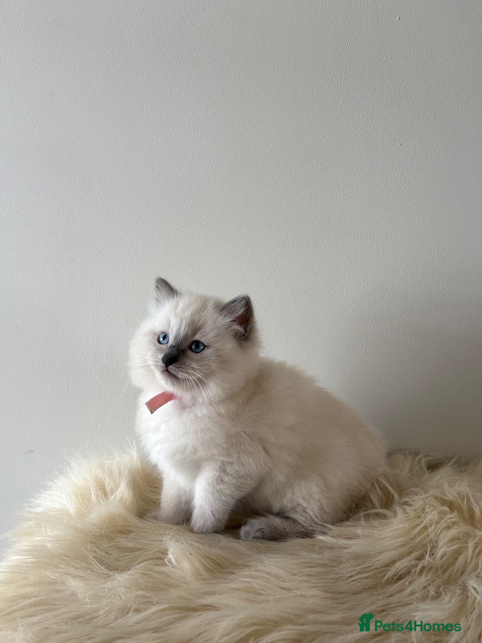 Ragdoll cats 🐾 Beautiful Ragdoll Kittens – Ready to Leave 🐾 - Advert 1